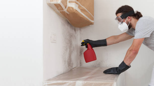 Professional Bathroom Mold Removal technician working in Wimauma, FL